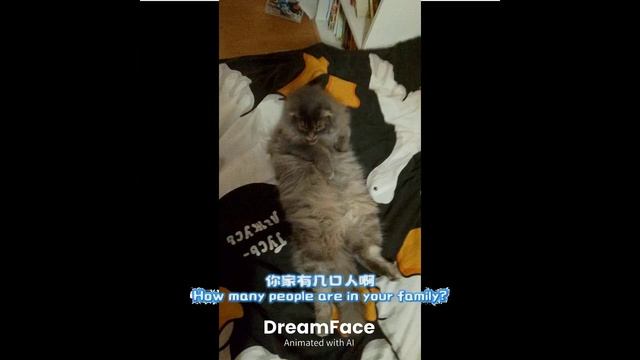 моя кошка сонки хун