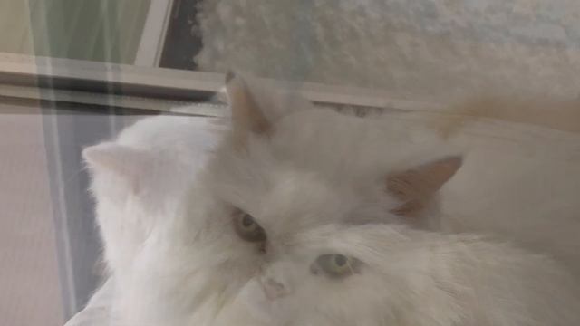 My cat Sima (моя кошка Сима)