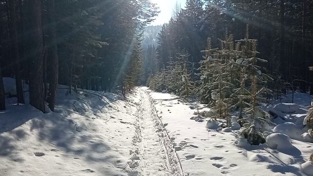 Прогулка по Зимнему лесу-часть 16