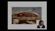 Drivers of Honey Bee Losses, Bay Fruit Meeting 2019