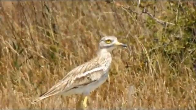 Ευρωπαϊκή Πετροτουρλίδα - Burhinus oedicnemus