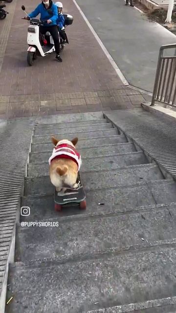собака на скейте.mp4
