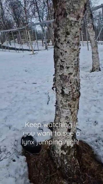 A jumping lynx at Polar park!