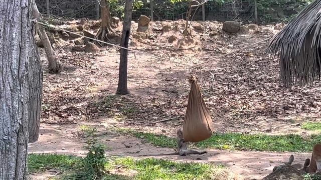 Thailand 20230406 зоопарк Часть 4 - обезьяны и кенгуру