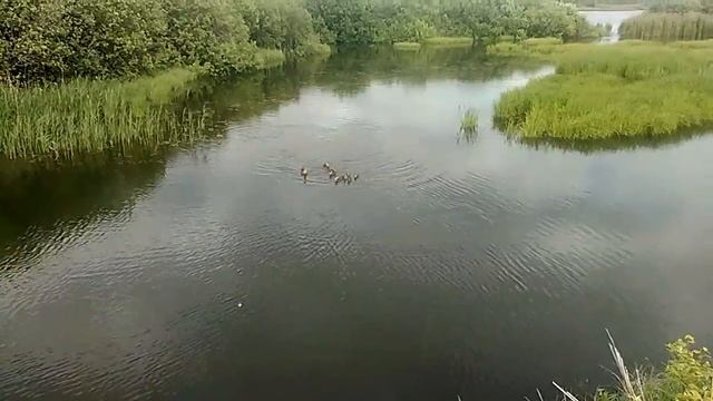 Утки достают !