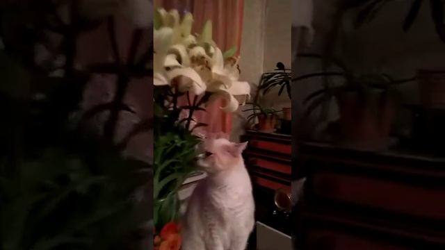Самые красивые кошки и лилии.♥️💋🦋🌍🌎🌏🤗🤗🤗🐝🐝🐝🐝🐈