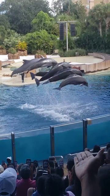 enjoying the dolphins in the aquarium dolphin disfrutando de los delfines en el acuario delfin show
