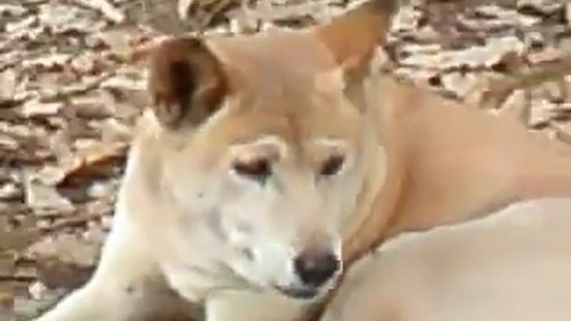 australian dingo @ whiteman park