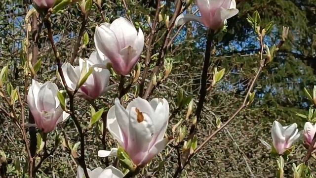 Magnolia soulangeana 'rustica rubra' & Magnolia x soulangeana Sunrise_03052024_Lettonie