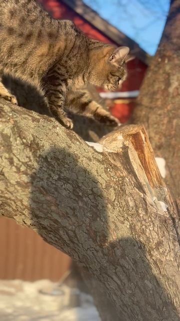 Кузя странно мяукает #жизньзагородом #животные #cat #animals #котики #кот #зима