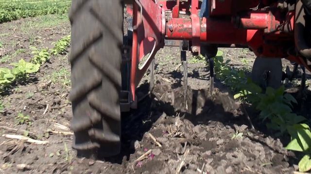 Market Garden Farming