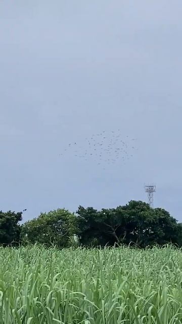 【大群】コムクドリ Chestnut-cheeked Starling