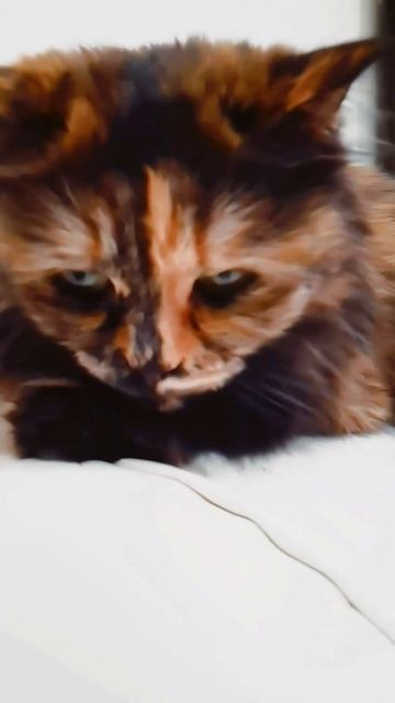 2💋Могу Жить ❤️ MyTears 💕 подписывайся💋#кошки #cat #sad #shorts