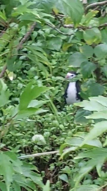 White-breasted Waterhen