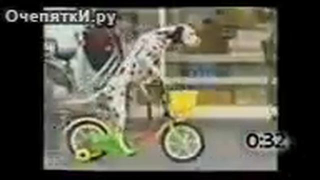Животные за рулём велосипеда