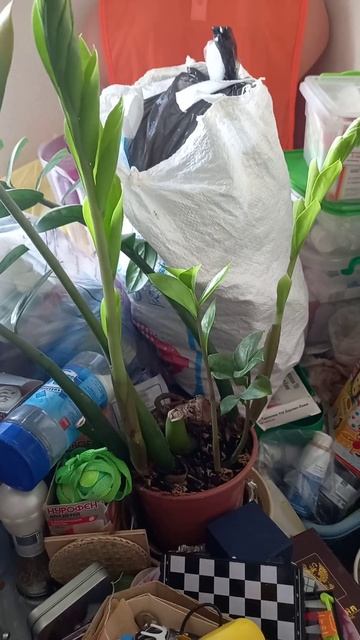 растение 🌿 растёт растение 🌿
