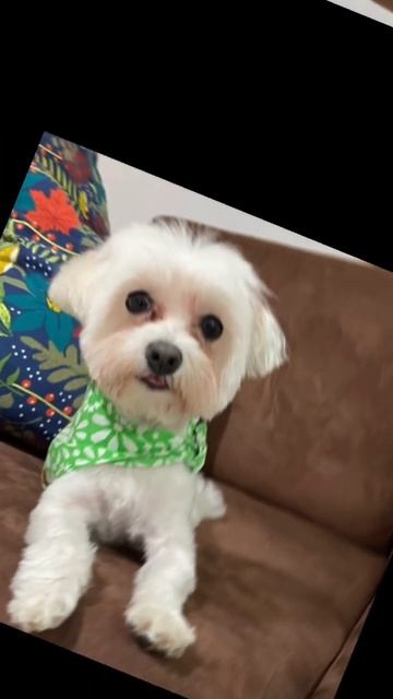 My Patchi 🐶♥️#shorts  #maltese