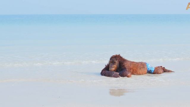 Animalia Orangutans Rambo, Prince and Freddie hit the beach