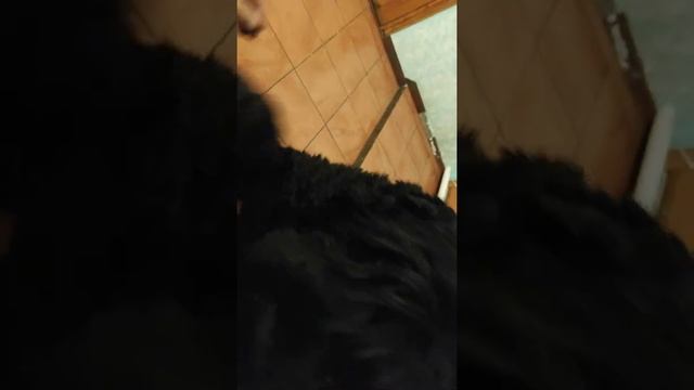 собаку очень жалко