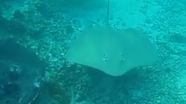 stingray1