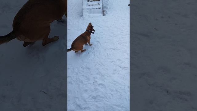 Зоодом "У Неллис",г. Стерлитамак. Бакс, Берри,Чарли