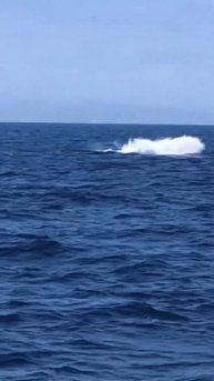 Breaching MINKE say what?!!! 🐳⚡️This was one frisky Minke Whale! Video taken by Emily Graves