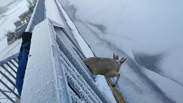 Охранники Саратовской ГЭС не дали косуле сорваться с десятиметровой высоты