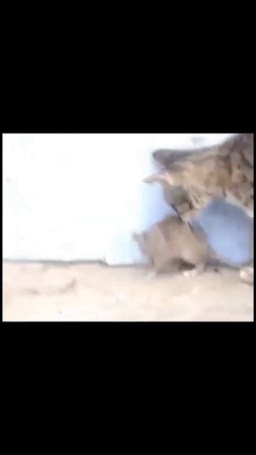 Крыса бьется с котом/ A rat fights with a cat / ラットは猫と戦う