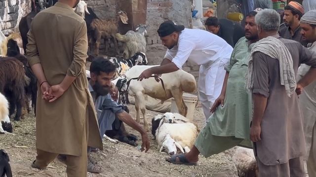 Buying goat in market prank   taking picture of stranger secretly prank and more   joker pranks