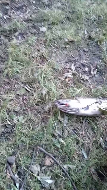 100009.mp4
