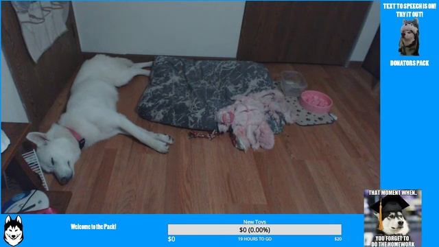 Freya The Husky Live Stream (Pet Cam)