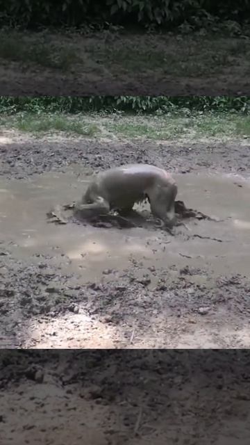 Собака свинка #shorts