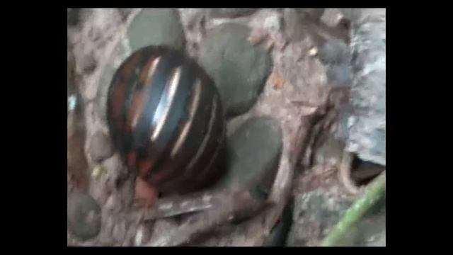 Pill Millipede