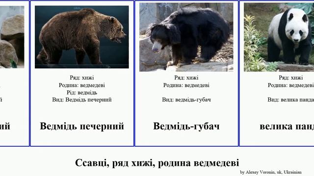 Ссавці, ряд хижі, родина ведмедеві ведмідь mammal Sound велика Ведмежі бурий Ursidae Home панда