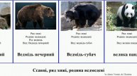 Ссавці, ряд хижі, родина ведмедеві ведмідь mammal Sound велика Ведмежі бурий Ursidae Home панда