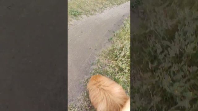 гуляю с Чижиком