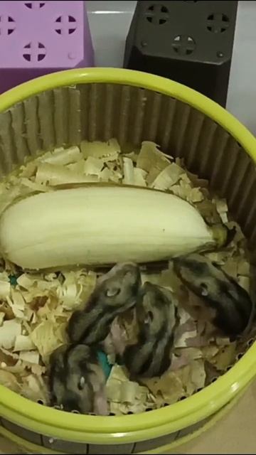 Does The Banana Is The Babies Hamster Favorite