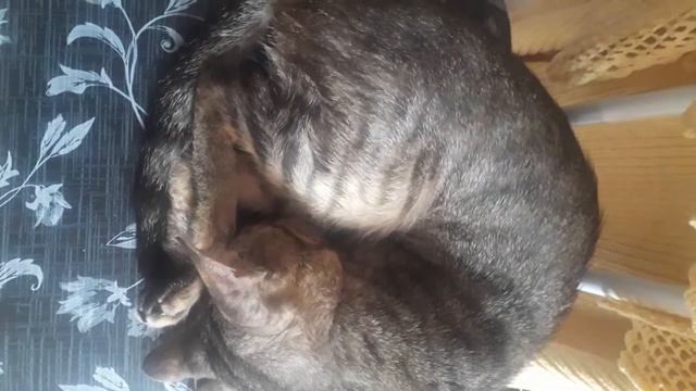 miss. Silvia Batista tigre o GATO
