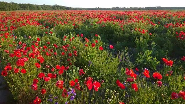 Маки червоні..
