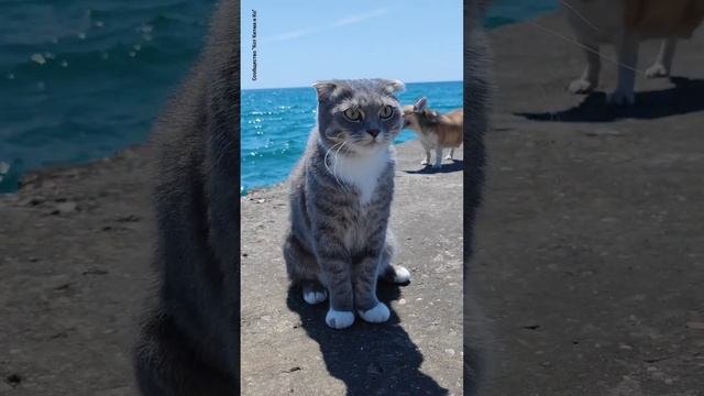 Кот Китма и чих Уля приехали в Судак!