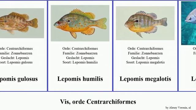 Vis, orde Centrarchiformes lepomis fish falco splendens humilis spectabilis cyanea pixi unicolor