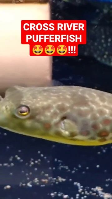 A CROSS RIVER PUFFERFISH 😊😊😊: Have you ever seen such an adorable fish 🤩🤩🤩🤩🤩🤩🤩🤩🤩??? #shorts