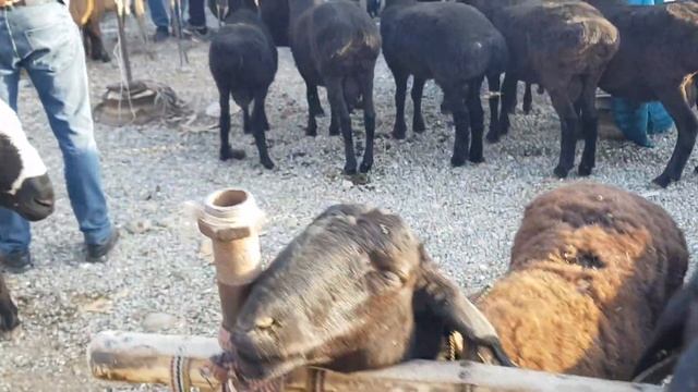 1-qism Vodil bozori, Quchqorlar ,hunajin va Otlar narhlari. 28,09,22