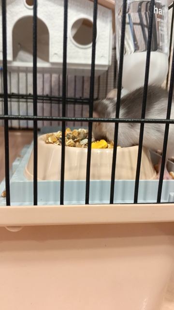 Крыска Лариска