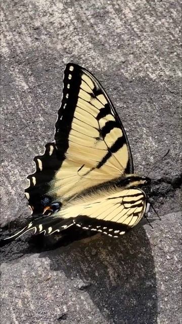 Butterfly in Yellow and Black