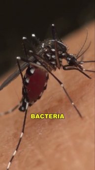 Mosquito | The Deadliest Animal On Earth