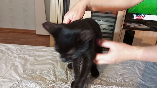 Подтверждение породы кота