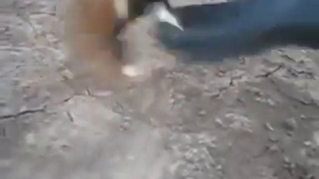 Хомяк убийца mp4