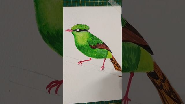 Yellow Breasted Magpie