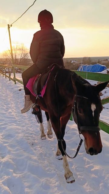 Алена и Флейта, шагаем задом наперед. #horse #equestrian #лошади #pony